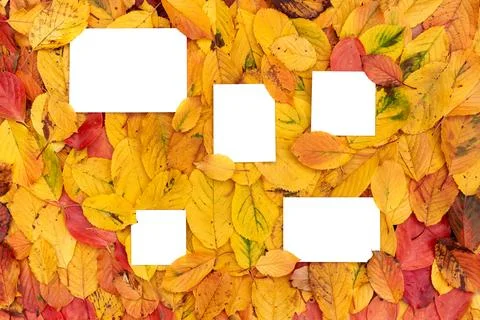 Square and rectangular white empty frames lie on yellow leaves Foto stock