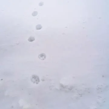 Square Animal tracks creating a pattern on frosty snow during winter season Stock Photos