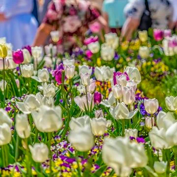 Square Array of flowers with colorful petals blooming on a sunny day in spring 스톡 사진