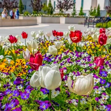 Square Array of vibrant flowers blooming under sunlight in spring Foto stock
