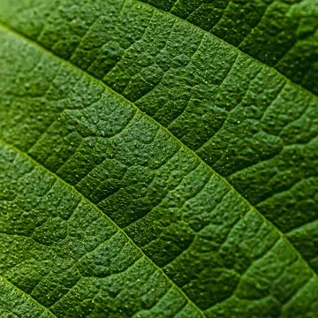 Square background close-up photo of green leaf Stock Photos