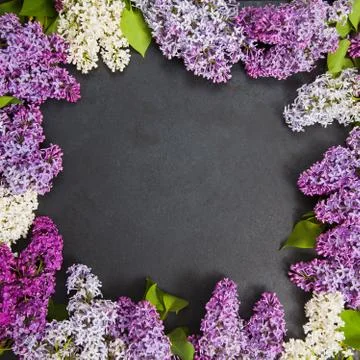 Square background with copy space in center and lilac blossom on border. Stock Photos