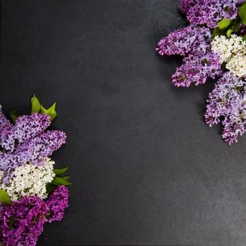 Square background with copy space in center and lilac blossom on border. Fotos Stock
