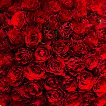 A square background of red roses Stock Photos