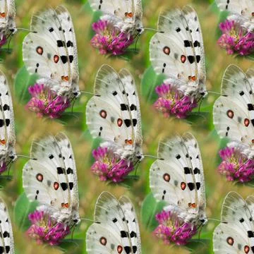 Square background with a repeating Apollo butterfly perched on a pink clover 스톡 사진