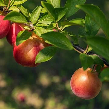 Square background with ripe plums Foto stock