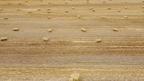Square bales of straw on the field after harvest. Stock Footage 135663793