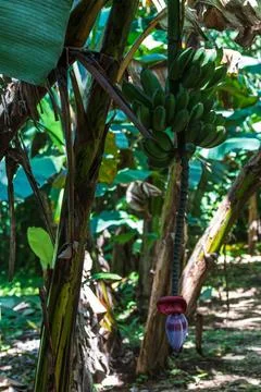 Square banana tree Stock Photos