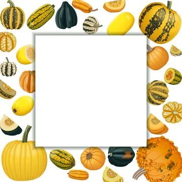 Square banner. Winter squash. Cucurbita pepo Stock Illustration