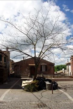 Square with bare tree and garbage Stock Photos