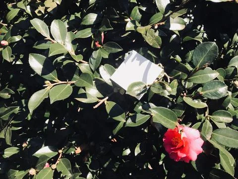 Square blank white paper is on pink forest rose at Tokyo park, Japan Stock Photos