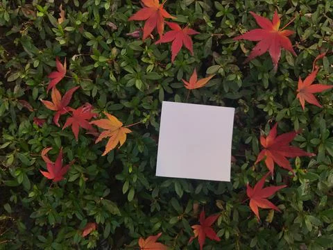 Square blank white paper is on red maple leaves at Tokyo park, Japan Foto stock