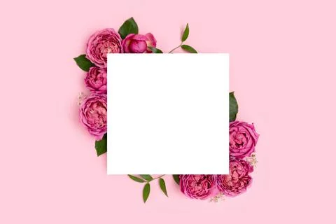 Square border frame made of rose flower on a pink pastel background. Stock Photos