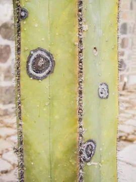 Square cacti Stock Photos