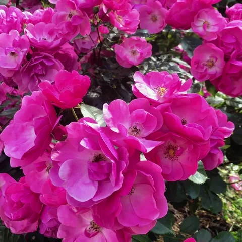 Square close up of blooming Lavender Dream rose bush Stock-Footage 337419638