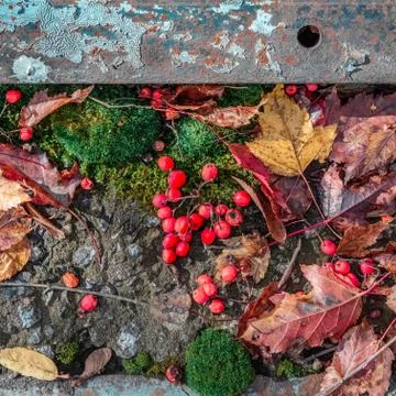 Square composition with fallen leaves, rowan berries, moss, metal and concret Stock Photos