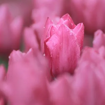 Square composition of pink tulip with dew drops, soft floral background Stock Photos