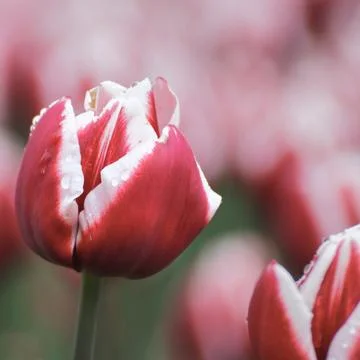 Square composition of red and white tulip covered with rain drops, soft paste Stock Photos