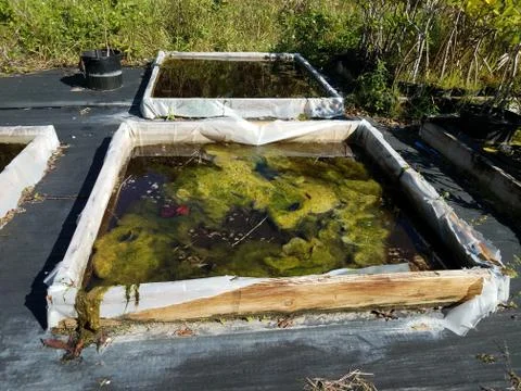 Square container with thick green algae and water Stock Photos