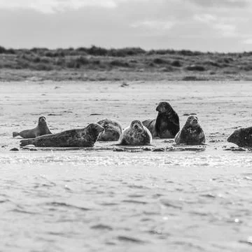 Square crop of grey seals Stock Photos