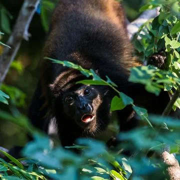 Square crop of a howler monkey Stock Photos