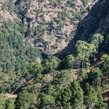 Square crop image of green trees in a mountain forest valley. Stock Photos