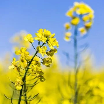 Square crop of rapeseed flowers Stock Photos