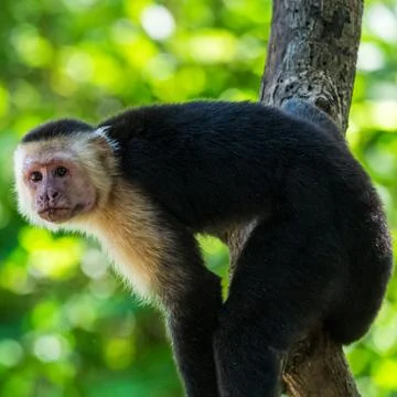 Square crop of a white-faced capuchin Stock Photos