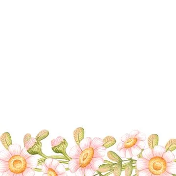 Square daisy frame bottom side watercolor Illustrazione stock