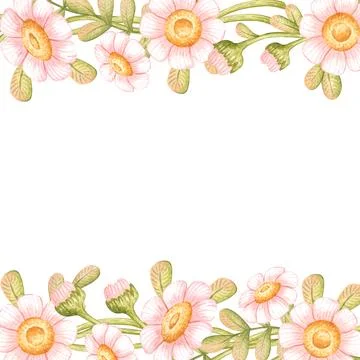 Square daisy frame top bottom watercolor Illustrazione stock