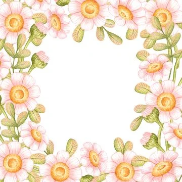 Square a daisy frame watercolor Illustrazione stock