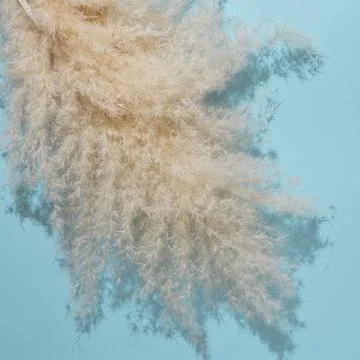 Square diagonal oriented pampas leaf branch on light sky  blue background. Stock Photos