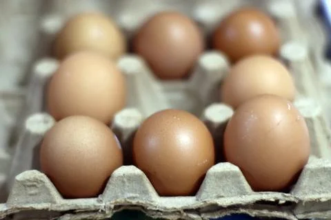 Square Eggs Stock Photos