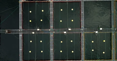 Square fish pens of halibut fish farm in Hjelmeland, Norway. Top down aerial Stock Footage 317074345