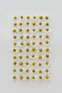 Square floral composition made of small chamomile daisy flower bunds on white Stock Photos