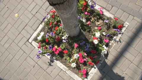 Square Flower Bed With a Tree Stock Footage 134284991