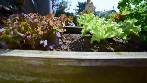 Square foot garden showing different species of lettuce, herbs and vegetables Vídeos de archivo 128176900