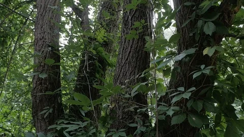 Square Stock Footage 115853098