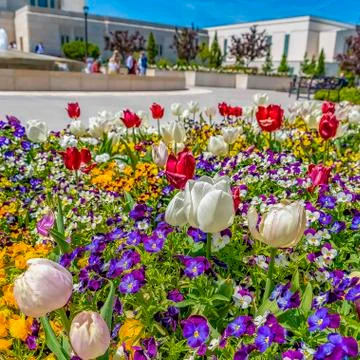 Square frame Array of vibrant flowers blooming under sunlight in spring Foto stock