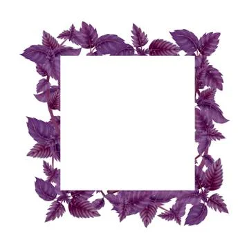 Square frame of Basil leaves and branches Stock Illustration