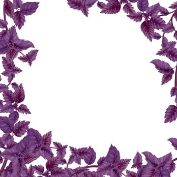 Square frame of Basil leaves and branches Stock Illustration