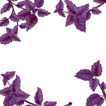 Square frame of Basil leaves and branches Stock Illustration