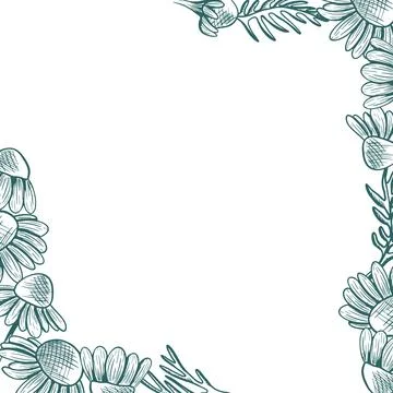 A square frame with chamomile flowers and leaves extending over the edges a.. Stock Illustration