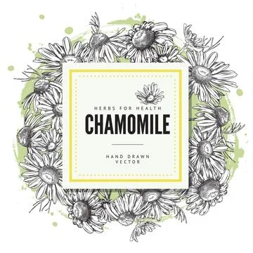 Square frame with chamomile, vector background, hand drawn sketch. Stock Illustration