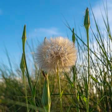 Square frame Close up of blooming white dandelion amid green grasses on a sunny Stock Photos