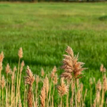 Square frame Close up view of sunlit brown grasses and vivid green field on a Stock Photos