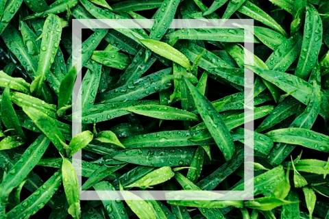 Square frame, creative layout with green leaves background. Blank for an adve Stock Photos