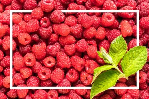 Square frame, Creative layout made with fresh ripe raspberry. Summer concept. Stock Photos