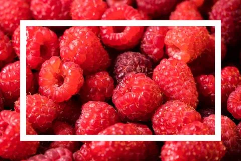 Square frame, Creative layout made with fresh ripe raspberry. Summer concept. Stock Photos