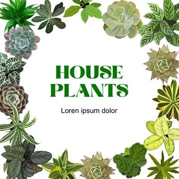 Square frame with different house plants top view. Stock Illustration